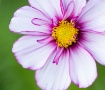 White Cosmos