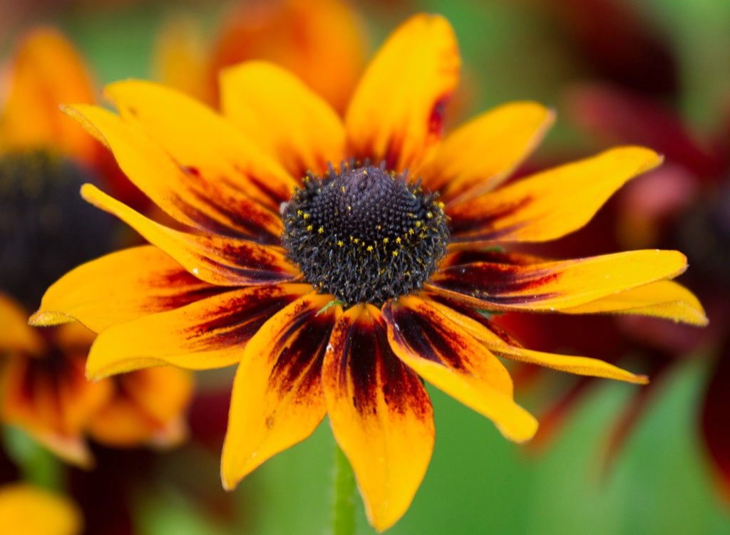 Stunning Rudbeckia - ID: 15448025 © Susan Gallagher