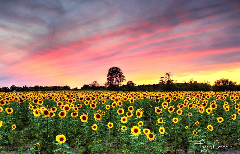 Setting Sun-Flowers