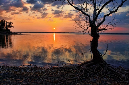 Rocks And Roots And Sunset