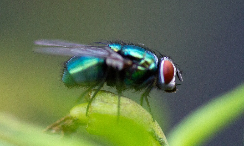 Fly on Hot Chilli Plant
