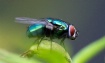 Fly on Hot Chilli...