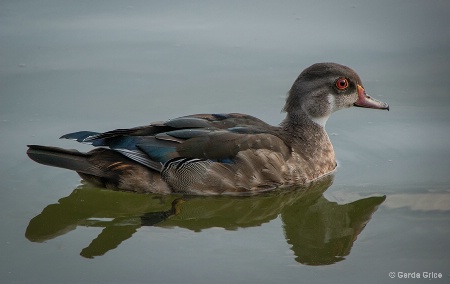 Portrait of a Wood Duck and Its Reflection