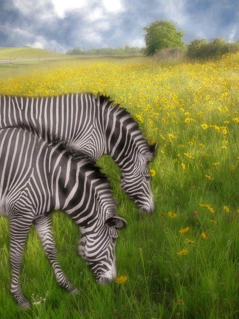 Zebras In Dreamland