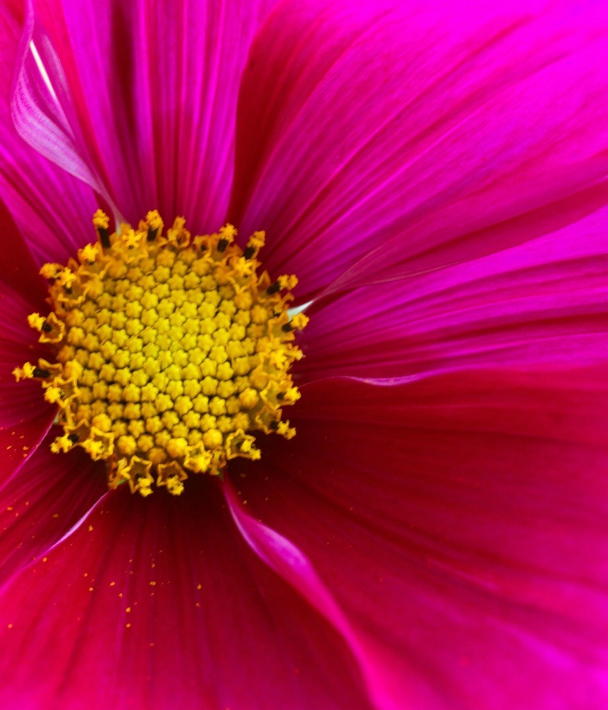 Magical Cosmos - ID: 15451218 © Susan Gallagher