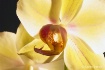 illuminative