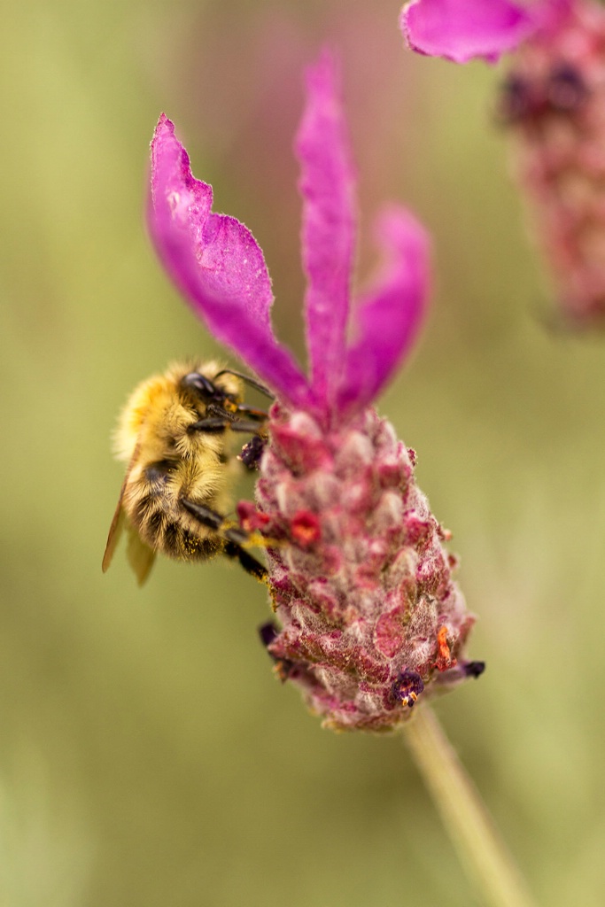 Buzzing Along