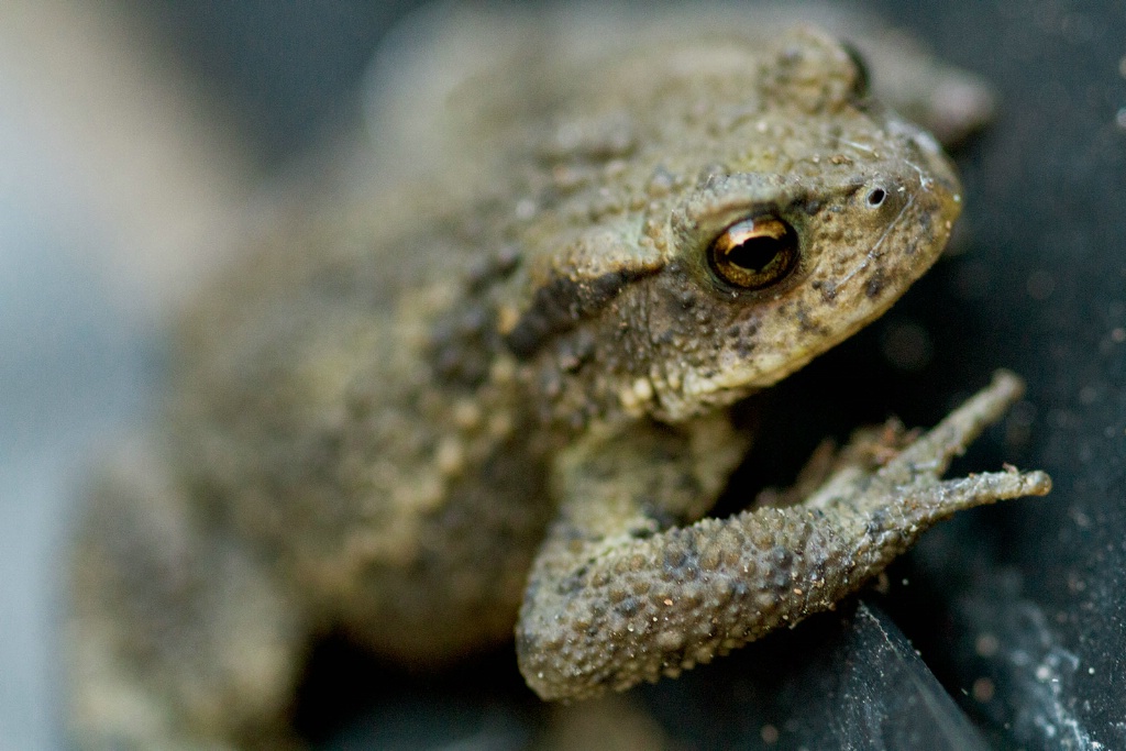 Mature Toad - ID: 15453682 © Susan Gallagher