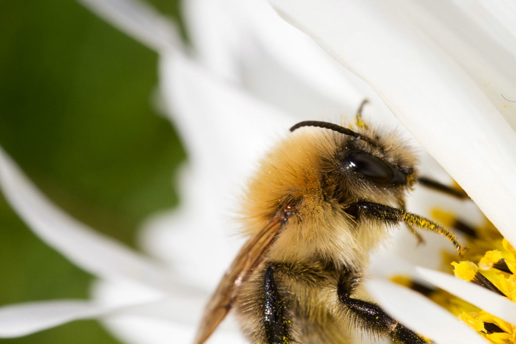 Happy Bee - ID: 15454026 © Susan Gallagher