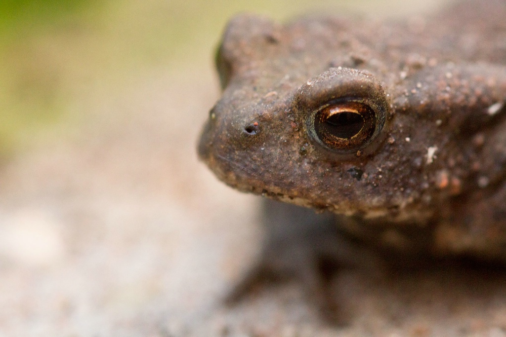 Toad in Close-up - ID: 15456031 © Susan Gallagher