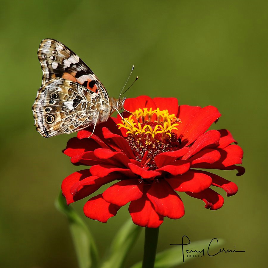 Lady on Red