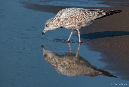 Juvenile Gull Staring at Its Reflection