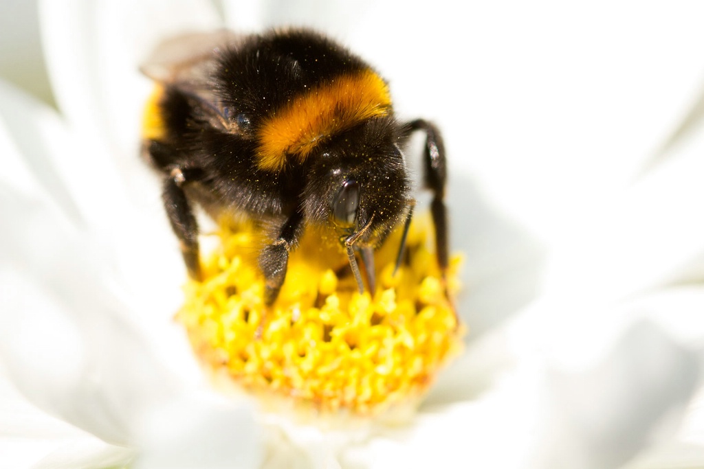 Bee Feeding at Favourite Diner