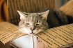 priority mail
