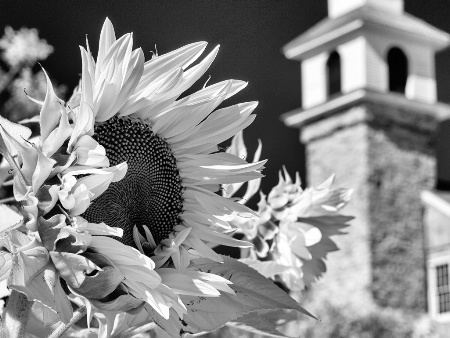 Sun and Flowers