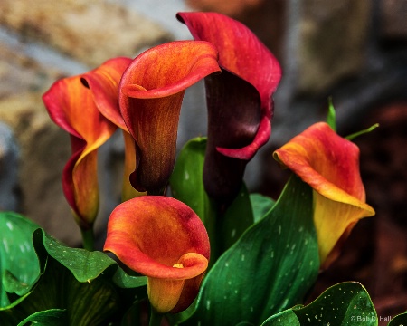 Calla Lily