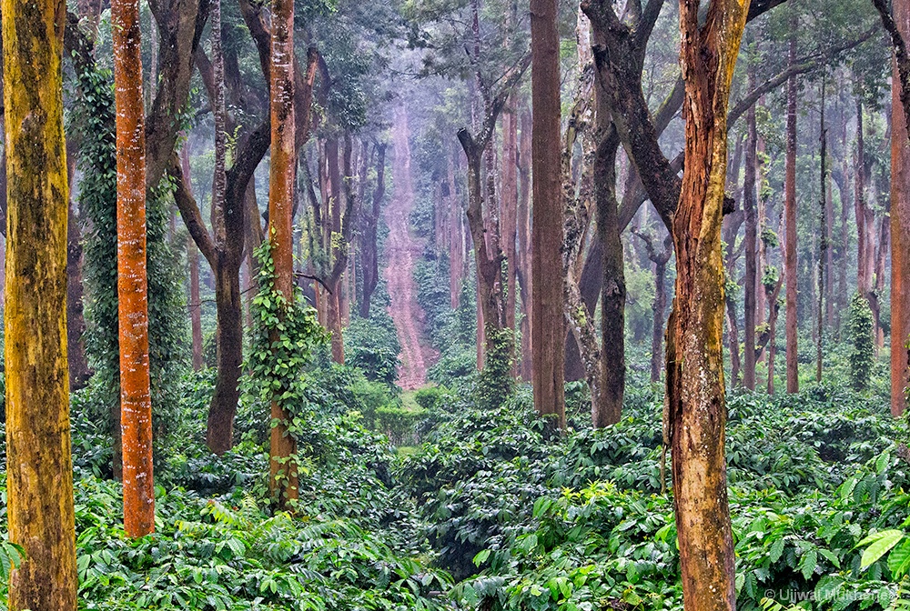 Coffee Plantation View