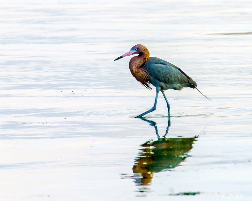 Wading Redhead