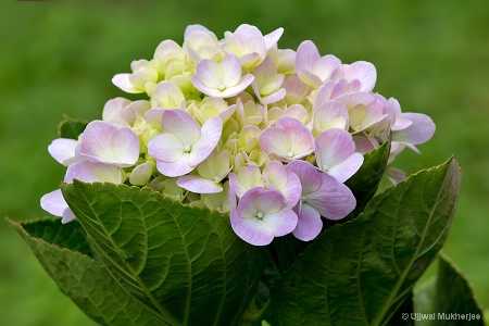 Pretty Flowers