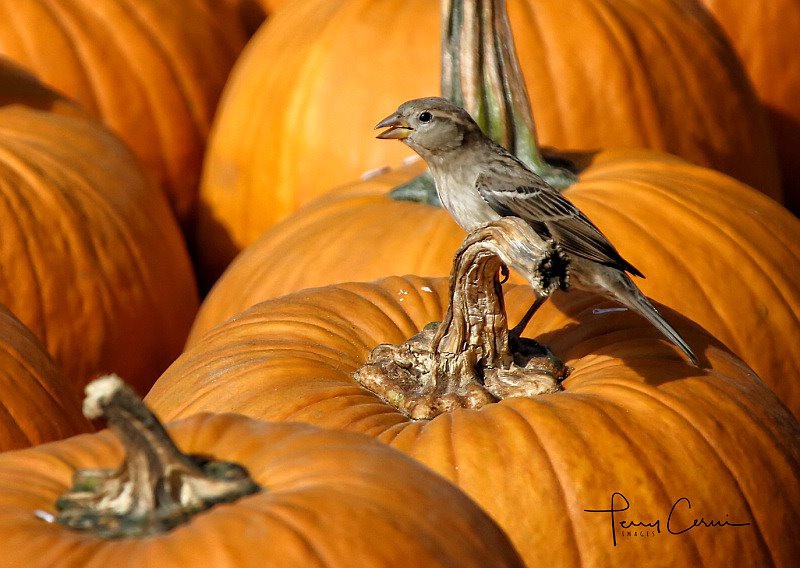 Pumpkin Shopping