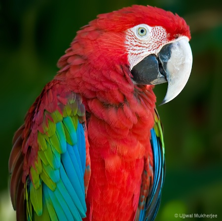 Macaw