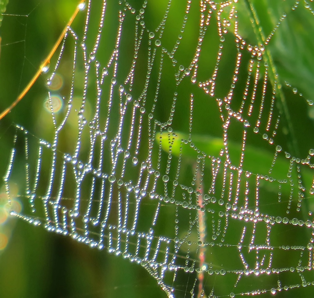 Prairie Spiderweb