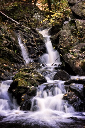 Forest Cascade