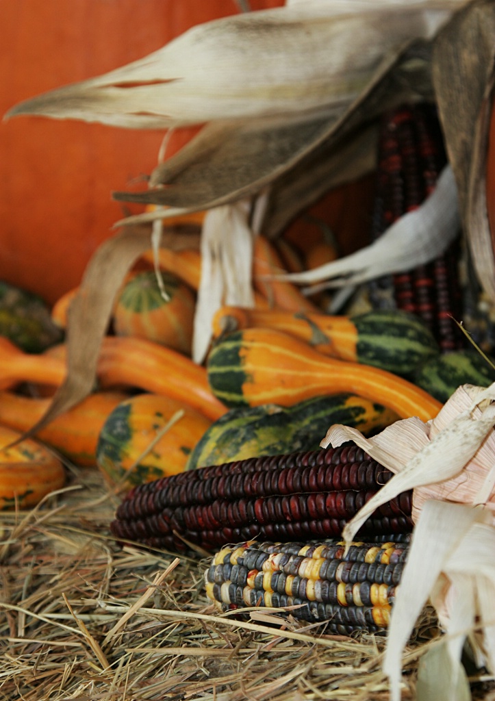 Harvest Corn