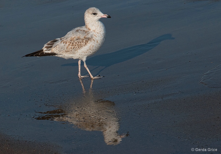 Gull Strutting Along the Beach
