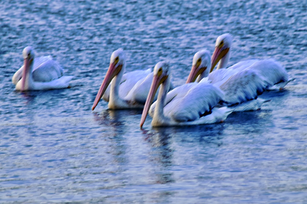 PELICANS  ARE  BACK