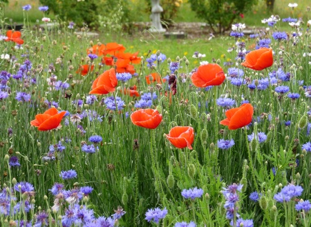 Poppies And Friends