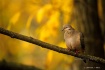 Mourning Dove of ...