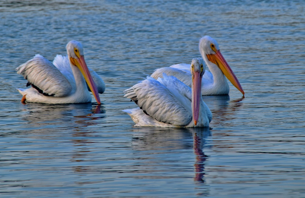 SWIMMING TOGETHER