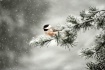 Winter Chickadee