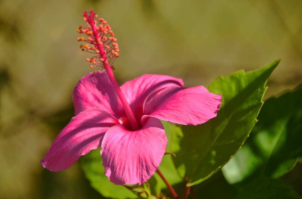 A  PINK  BEAUTY