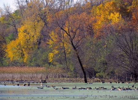 Geese In The Pond