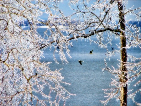 Icy Trees With Birds