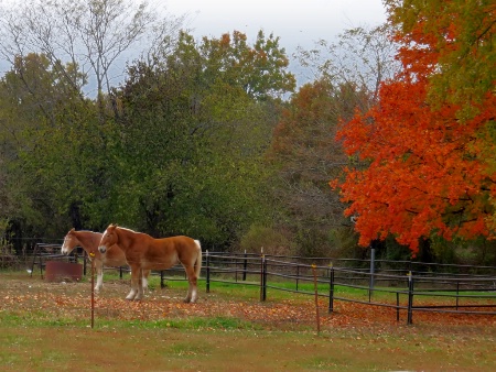 Horses And Fall Trees