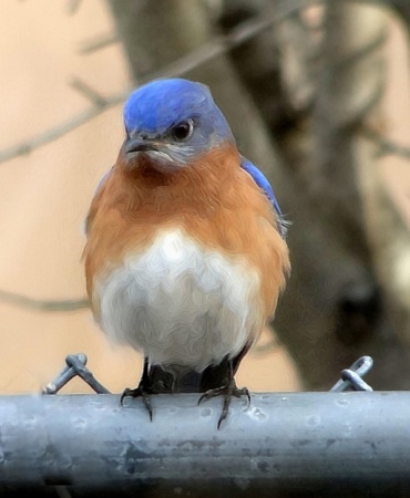 The Bluebird Of Grumpiness