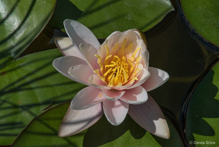 Pink Water Lily amid Shadow Lines