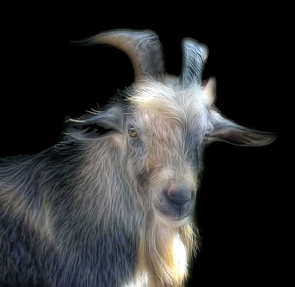 A Handsome Old Goat