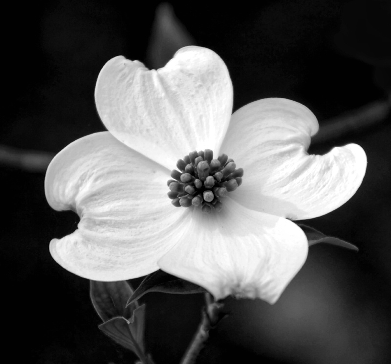 One Pretty Dogwood Blossom in B/W