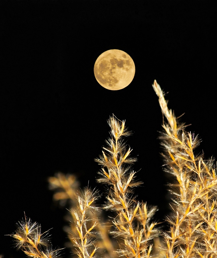 Golden Moon