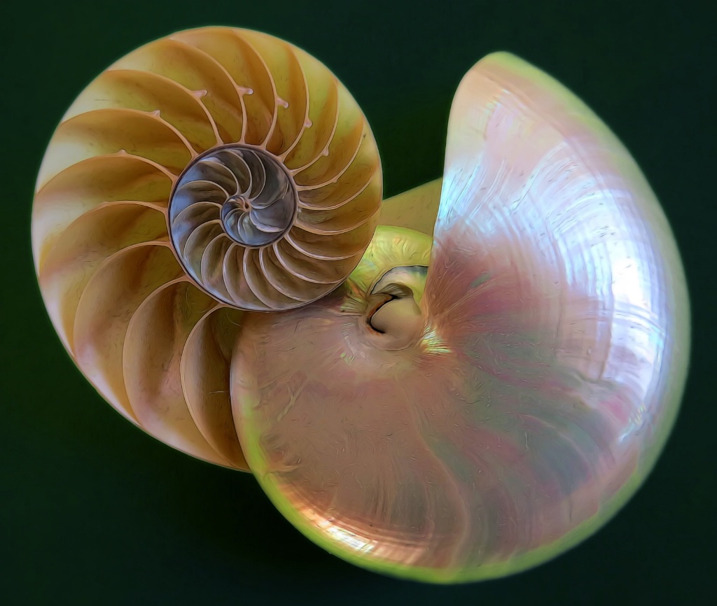 Nautilus