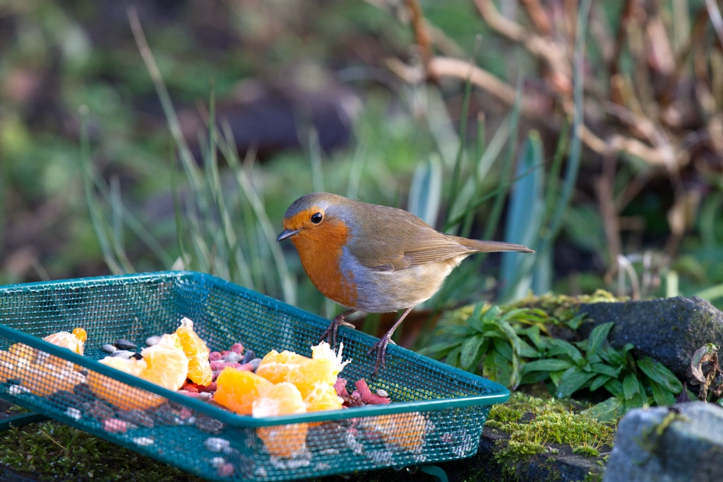 Robin on Ground Feeder