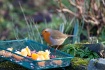 Robin on Ground F...