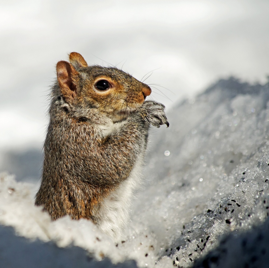 Pop-up Squirrel