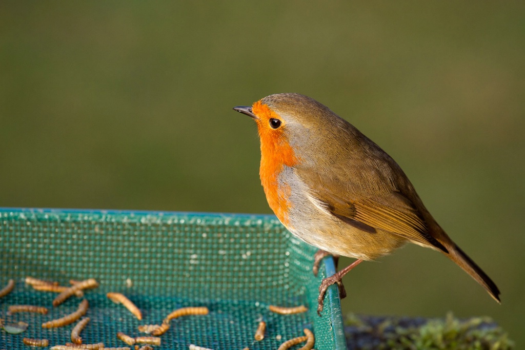 Robin about to enjoy Afternoon Feed - ID: 15516517 © Susan Gallagher