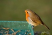 Robin about to en...
