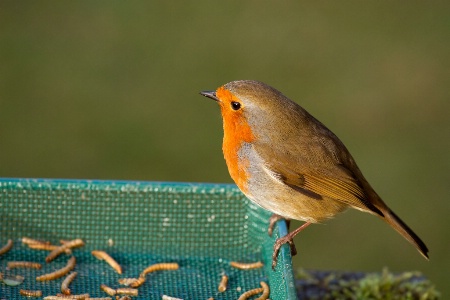 Robin about to enjoy Afternoon Feed